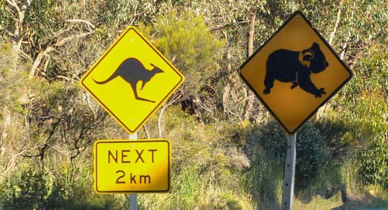 Koala-Kangaroo signs