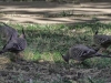 Crested-Doves