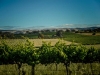 Rolling hills and Vineyards