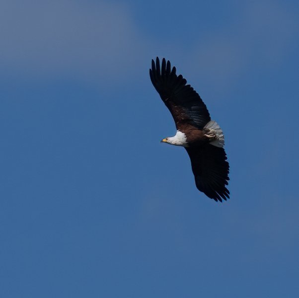 African-Fish-Eagle-copy
