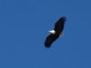 African-Fish-Eagle-8x10-copy