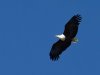 African-Fish-Eagle-Edit-2-copy