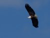 African-Fish-Eagle-copy