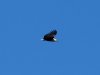 African-Fish-Eagle