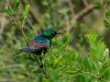 African-Bird