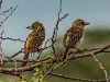 DArnauds-barbet-copy