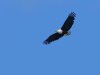 Eagle-FLying