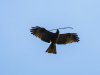 Eagle-or-Hawk-Ivory-Coast