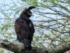 Eagle-with-topknot-copy