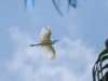 Egret-maybe-Ivory-Coast-copy