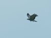 Flying-Bird-Edit