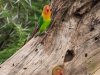 Love-Birds