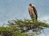 Marabou-Stork-copy