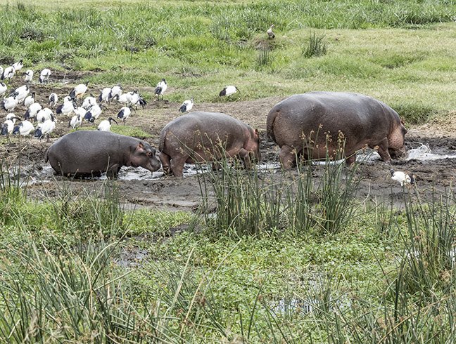 Adult and 2 baby hippos
