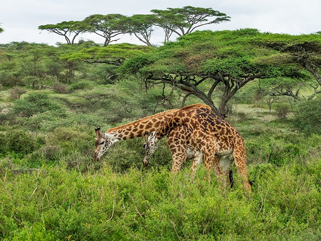 Fighting Giraffes one horn