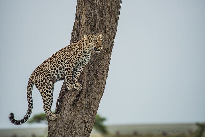 Leopard Climbing up
