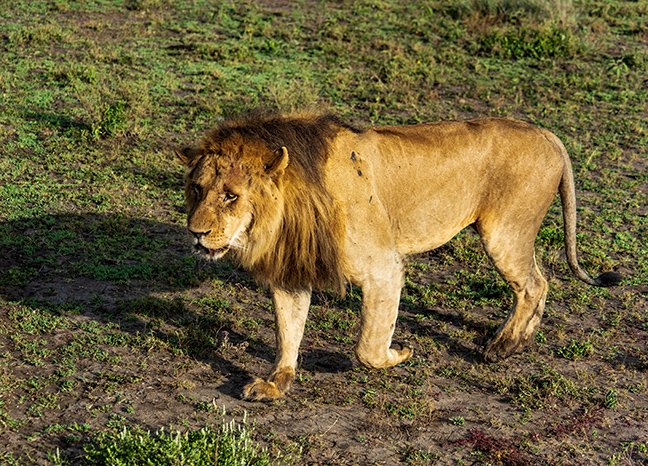 Lion walking