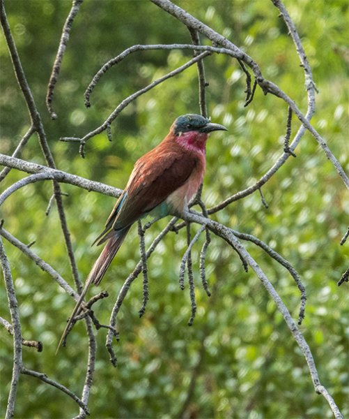 Southern Carmine Bee Eater
