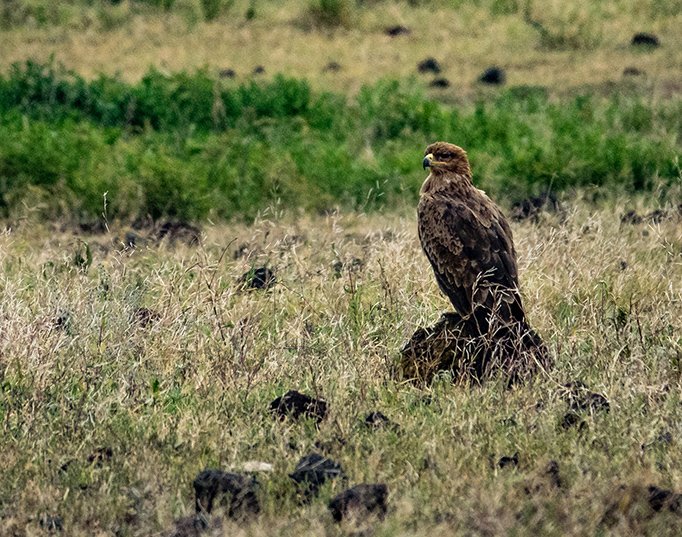 Tawney Eagle on Ground
