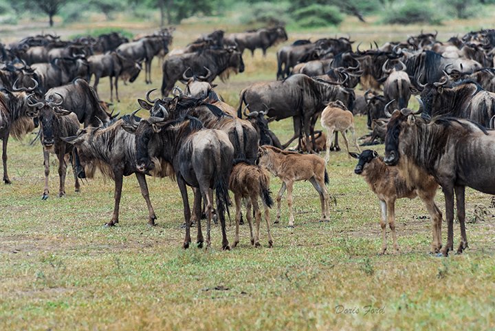 Wildebeests and Calves