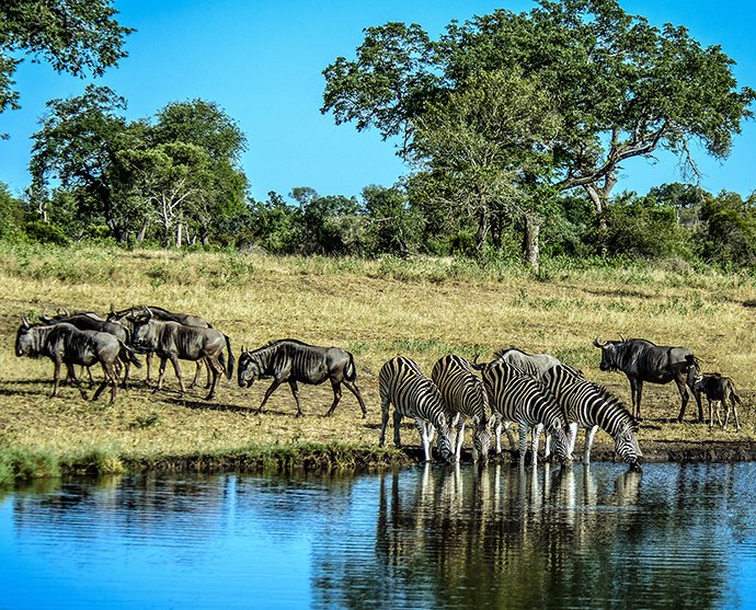 Zebras Wildebeests at Water hole