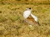 Male Bustard showing off