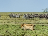 Zebras and Wildebeest want a drink