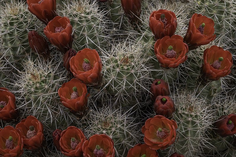 Cactus-Flowers