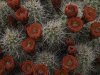 Cactus-Flowers