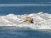 Bear-dragging-Walrus-by-the-fin-1