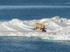 Bear-dragging-Walrus-by-the-fin-copy-1