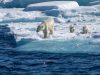 P-Bear-plus-cubs-1-scaled
