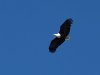 African-Fish-Eagle-best-copy
