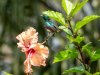 Bird-in-Botanical-Gardin-Ivory-Coast-copy