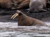 Nosey-Bull-plus-other-Walrus