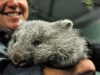 baby-wombat-jpg_backup