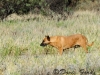 dingo
