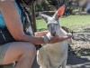 doris-feeding-with-blur