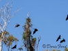 flying-fruit-bats