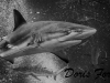 grey-reef-shark-dkn2