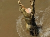 junping-croc-mouth