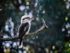 kookaburra-1