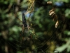 spider-on-komodo
