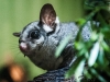 sugar-glider