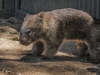 wombat