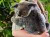 young-koala-2