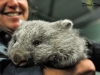 baby-wombat