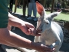feeding-a-white-kangaroo-j