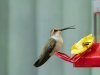 Bee-open-Beak-copy
