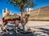 Camel in Front of Ark.